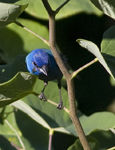 Indigo Bunting